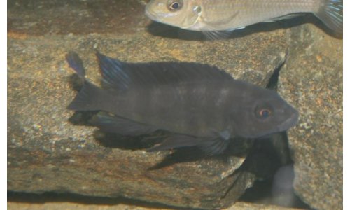 Pseudotropheus crabro